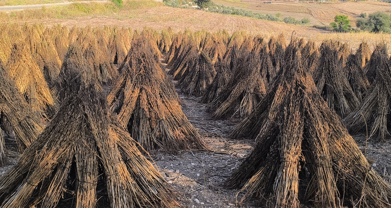 200 liranin altinda teklif ederlerse susami goturur baraja dokerim baliklar yesin DaecFCZg