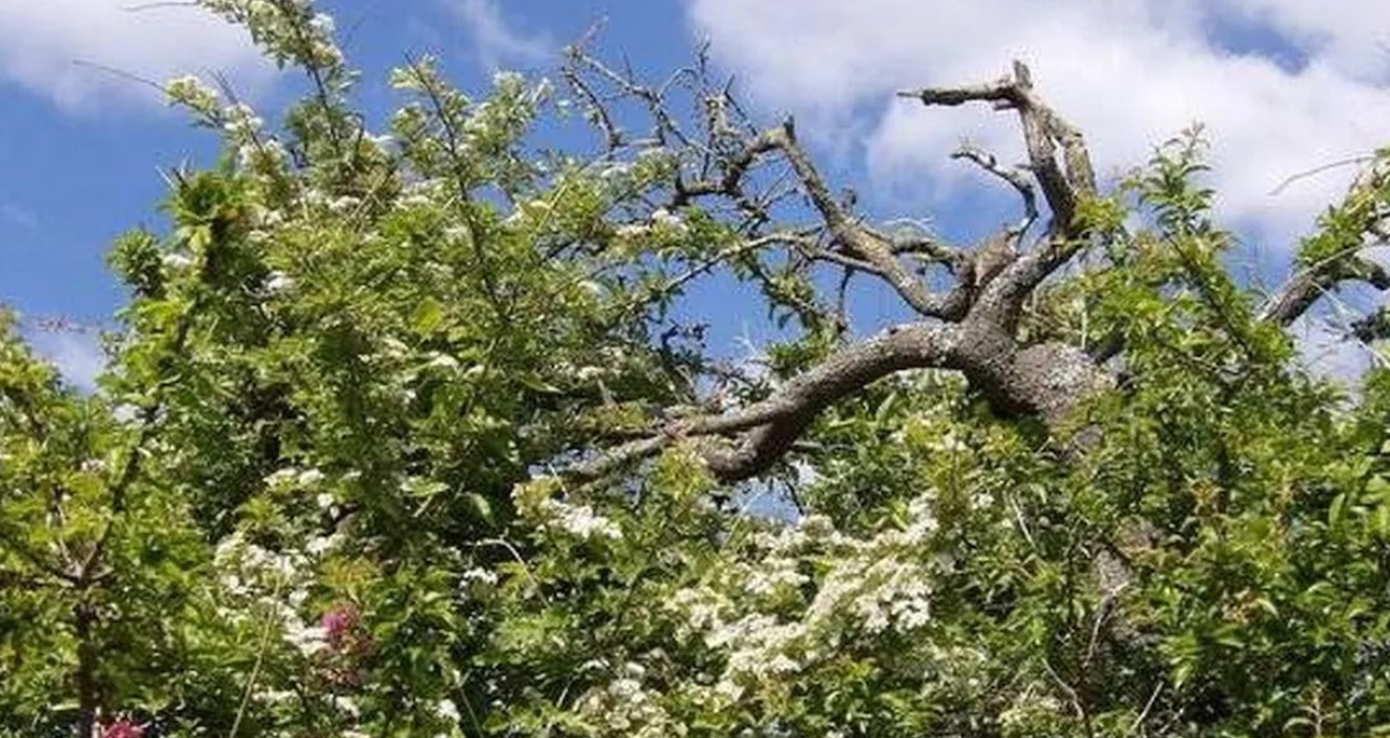 ingilizler kasim ayinda bu agac asla dokunmazlar iste nedeni gzP4Fd65