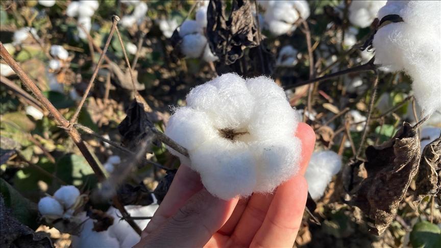 antalyanin pamugu kalitesiyle one cikiyor 4EAK8eXq.jpg