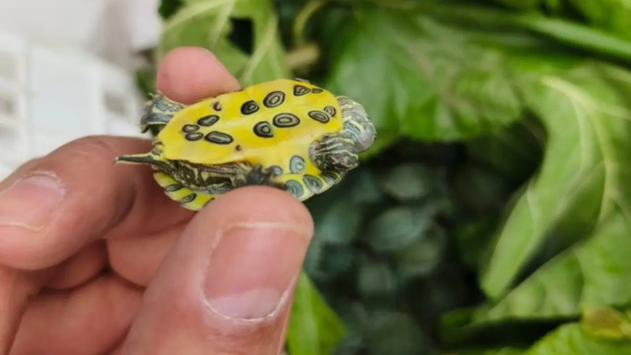 boluda sasirtan operasyon yolcu otobusunde tam 500 tane bulundu I17nntAd.jpg