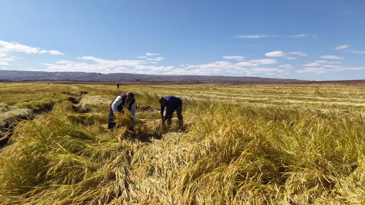 diyarbakirli is insanlari organik pirinc uretimine basladi O66HzfNC