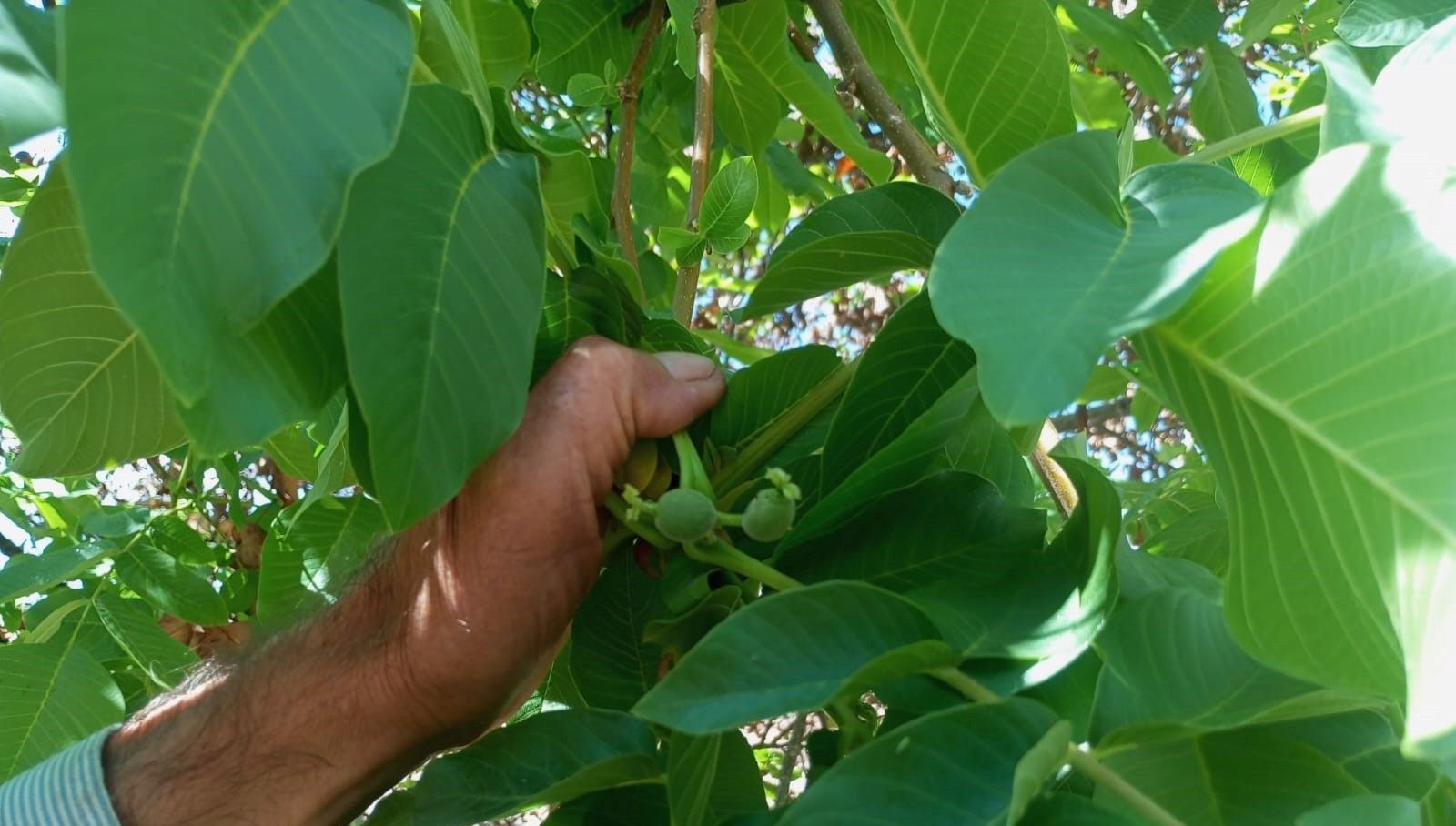 malatyada mevsim disinda meyve veren ceviz agaclari sasirtti WPv5vQhS