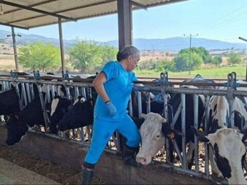 Aydın'da 17 Mahallede Şap Hastalığı Nedeniyle Karantina Uygulaması Başlatıldı