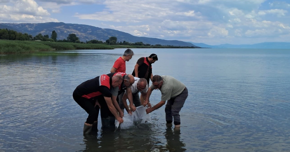 Iznik golune 2 bin 500 yayin baligi yavrusu birakildi 2h7fGTyH